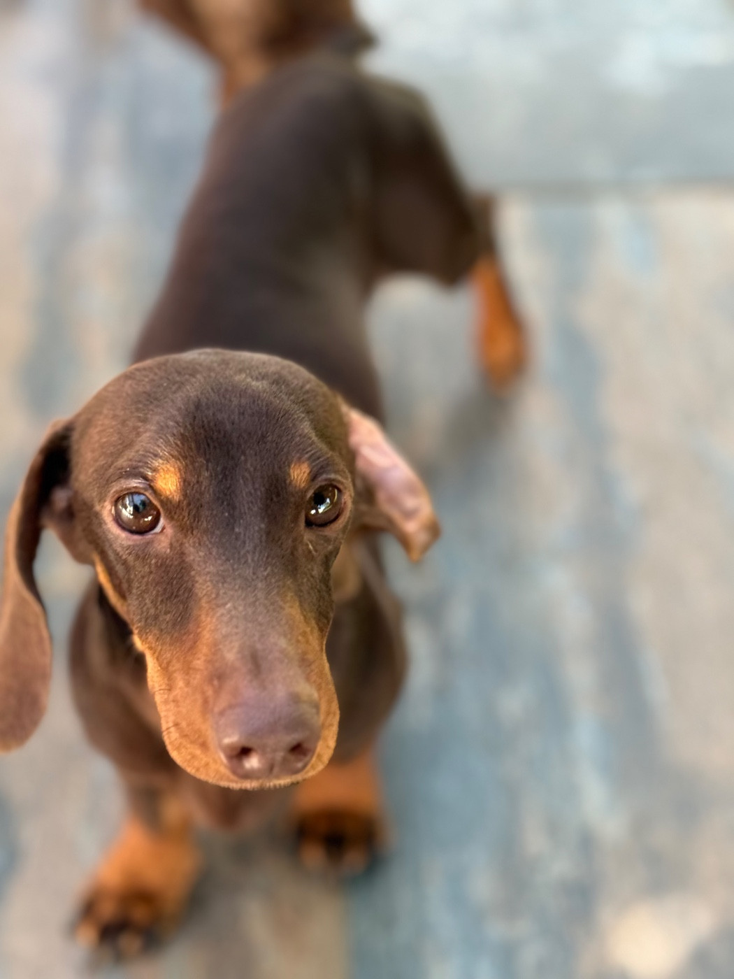 Valandre Victor Abel de la croix du domaine du Thuis Des Pépites De La Bergerie