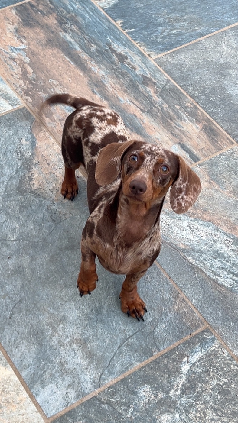 Gaberic s victoire Des Pépites De La Bergerie