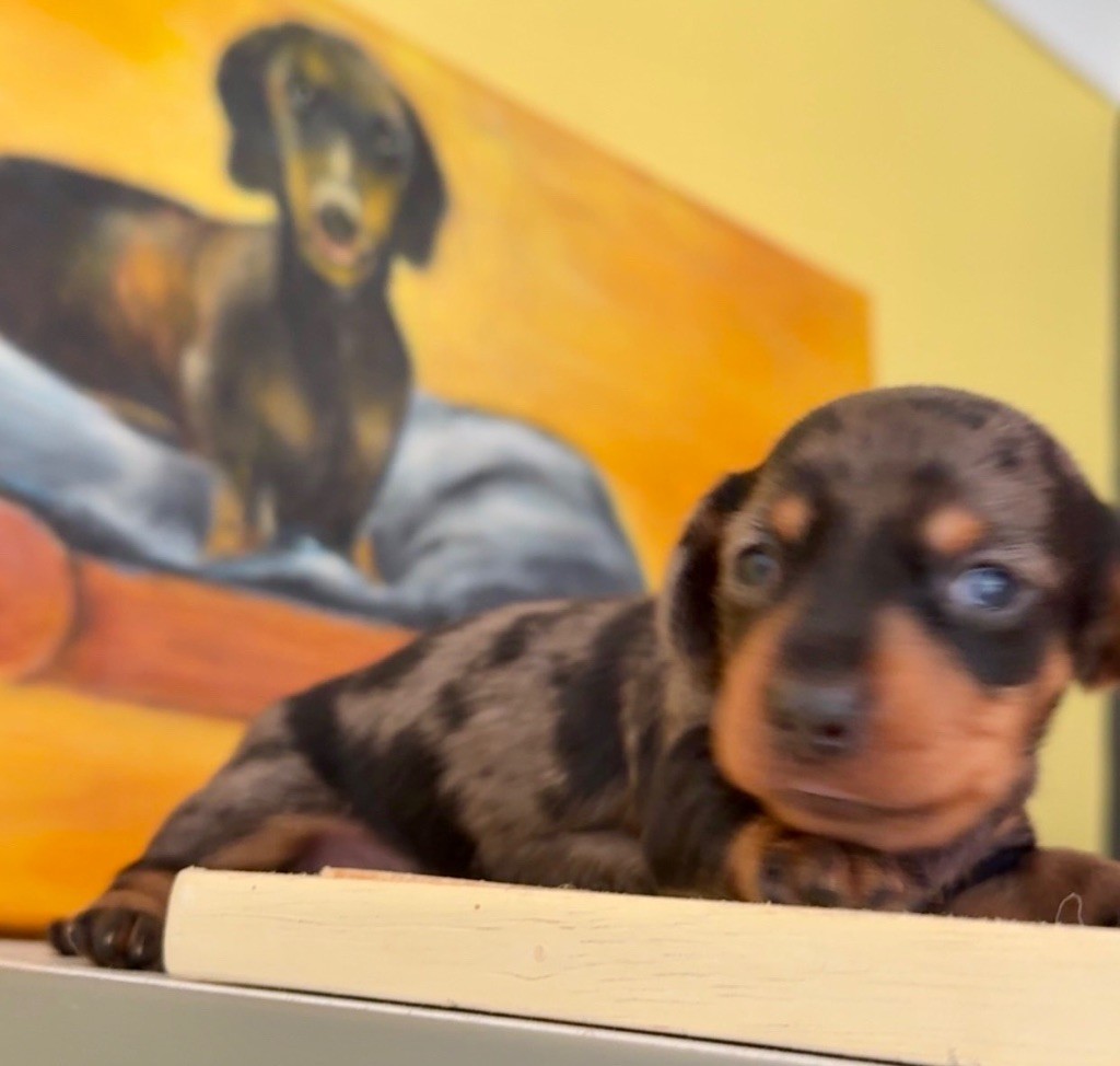 Des Pépites De La Bergerie - Chiots disponibles - Teckel poil ras