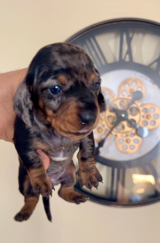 Des Pépites De La Bergerie - Chiots disponibles - Teckel poil ras