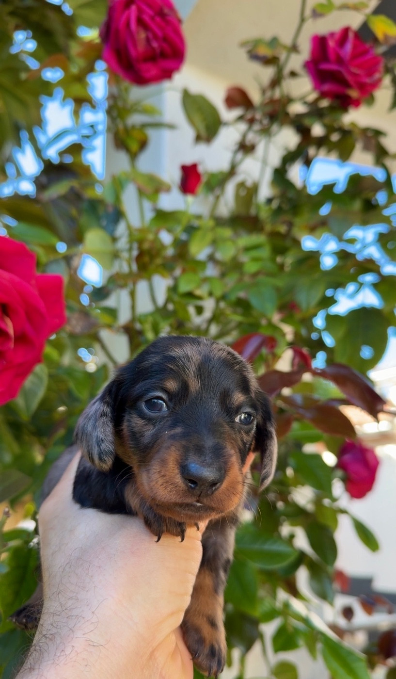 Des Pépites De La Bergerie - Chiots disponibles - Teckel poil ras