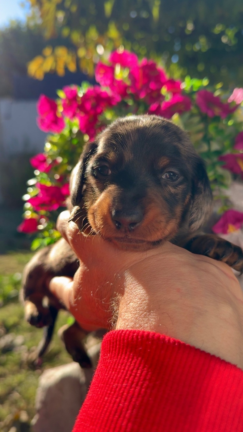Des Pépites De La Bergerie - Chiots disponibles - Teckel poil ras