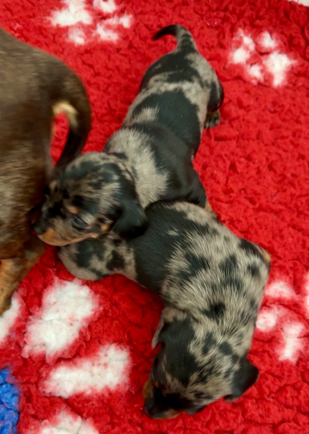 Des Pépites De La Bergerie - Chiots disponibles - Teckel poil ras