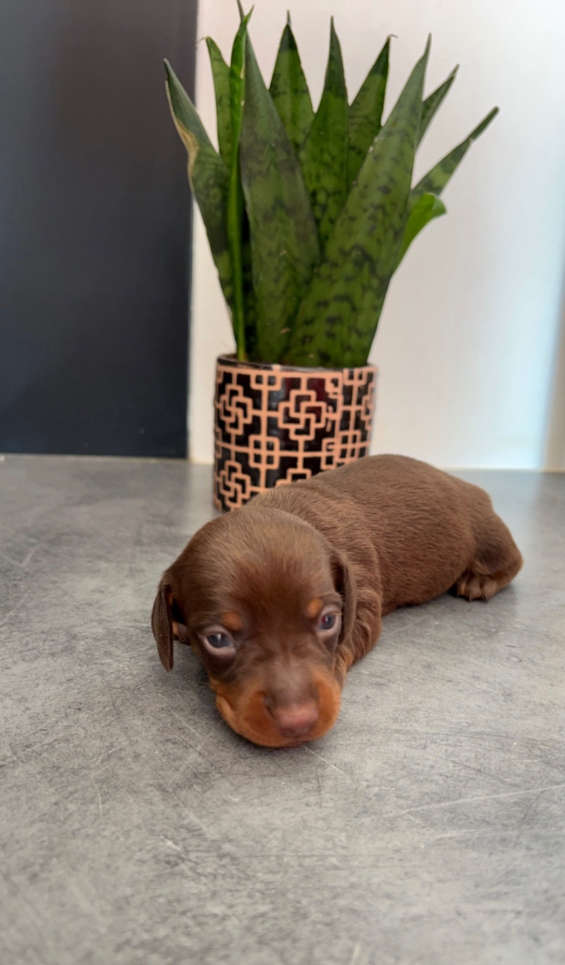 Des Pépites De La Bergerie - Chiots disponibles - Teckel poil ras