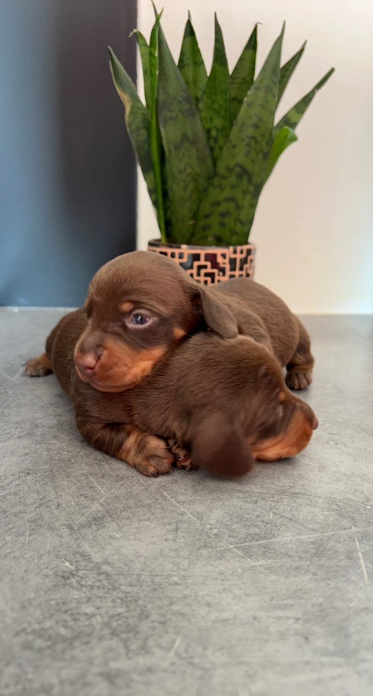 Des Pépites De La Bergerie - Chiots disponibles - Teckel poil ras