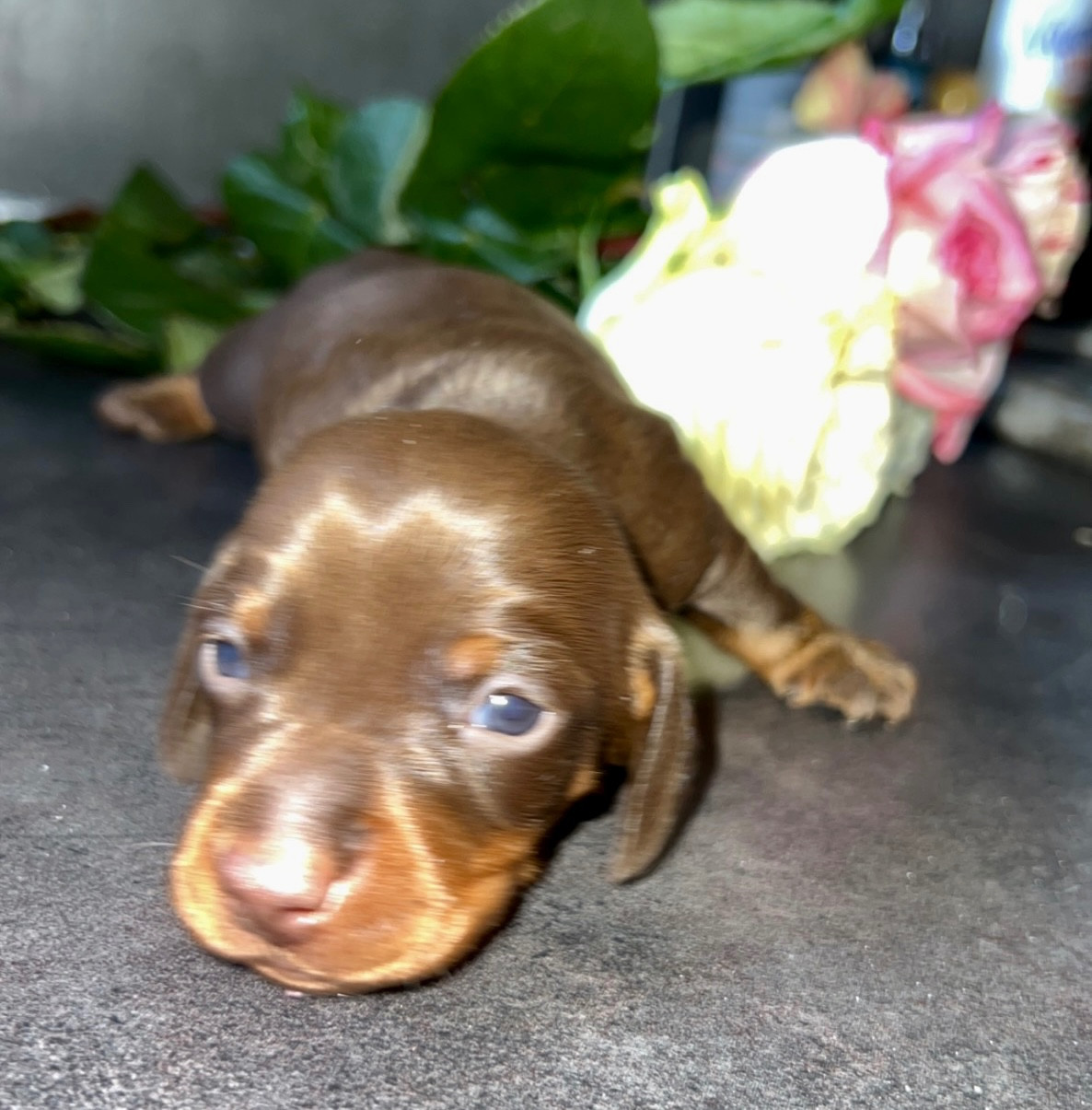 Des Pépites De La Bergerie - Chiots disponibles - Teckel poil ras