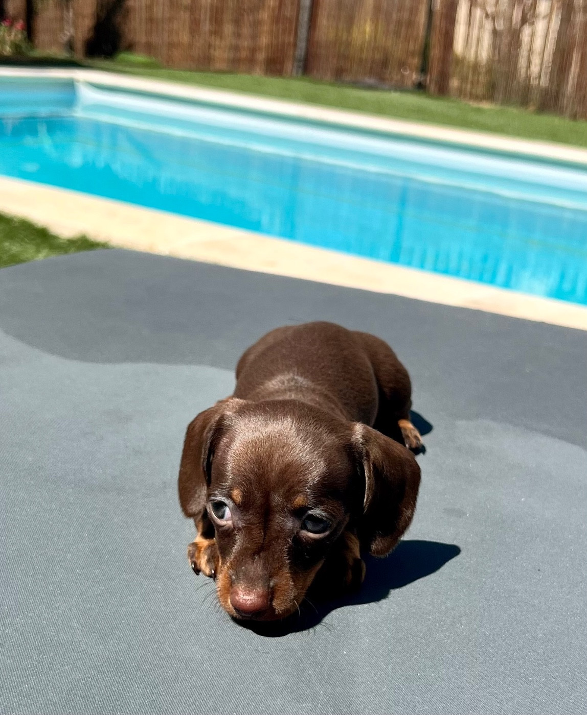 Des Pépites De La Bergerie - Chiots disponibles - Teckel poil ras