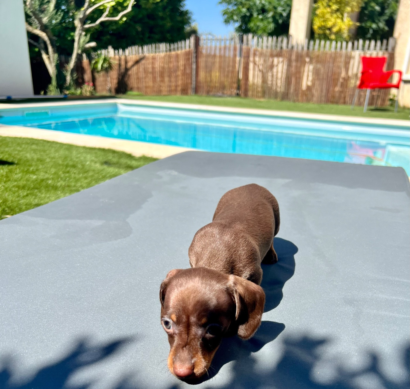 Des Pépites De La Bergerie - Chiots disponibles - Teckel poil ras