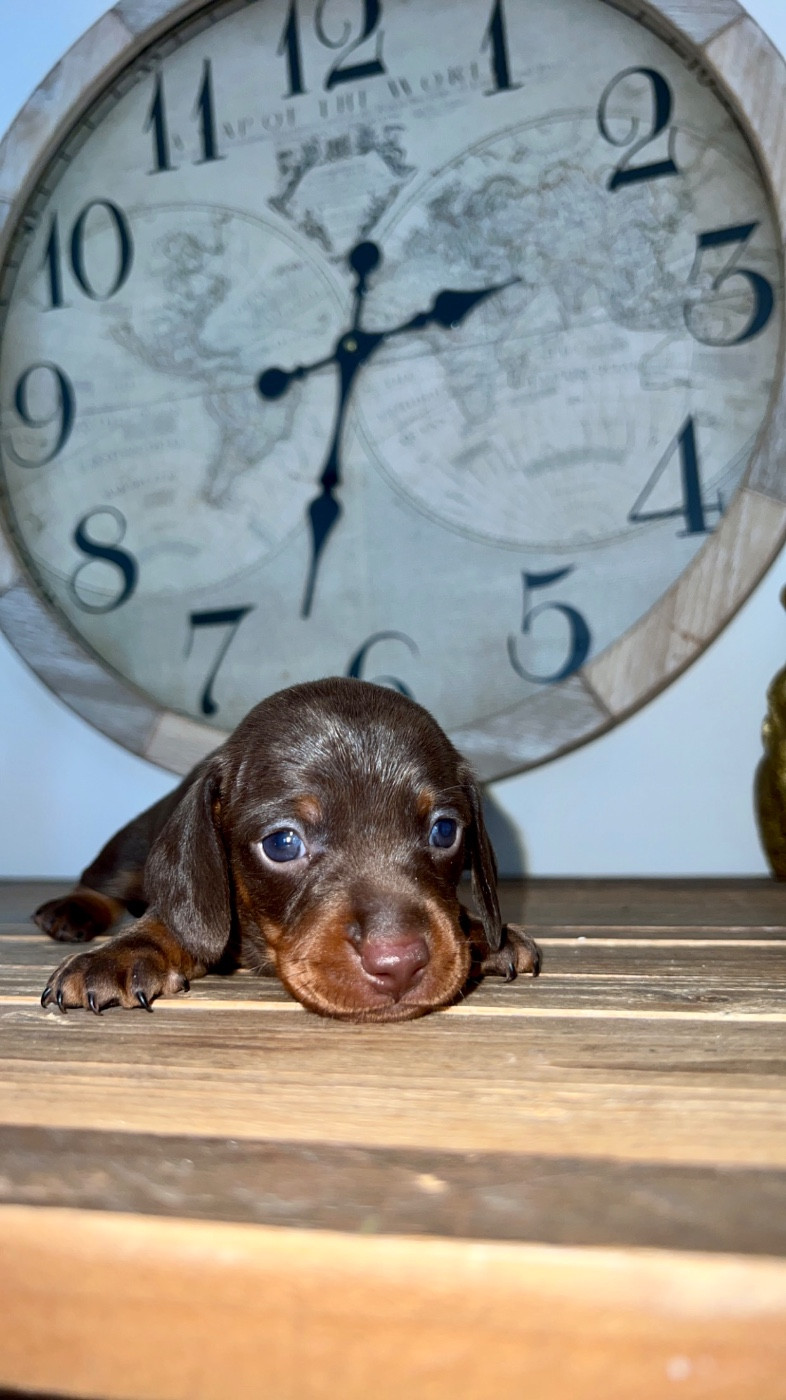 Des Pépites De La Bergerie - Chiots disponibles - Teckel poil ras