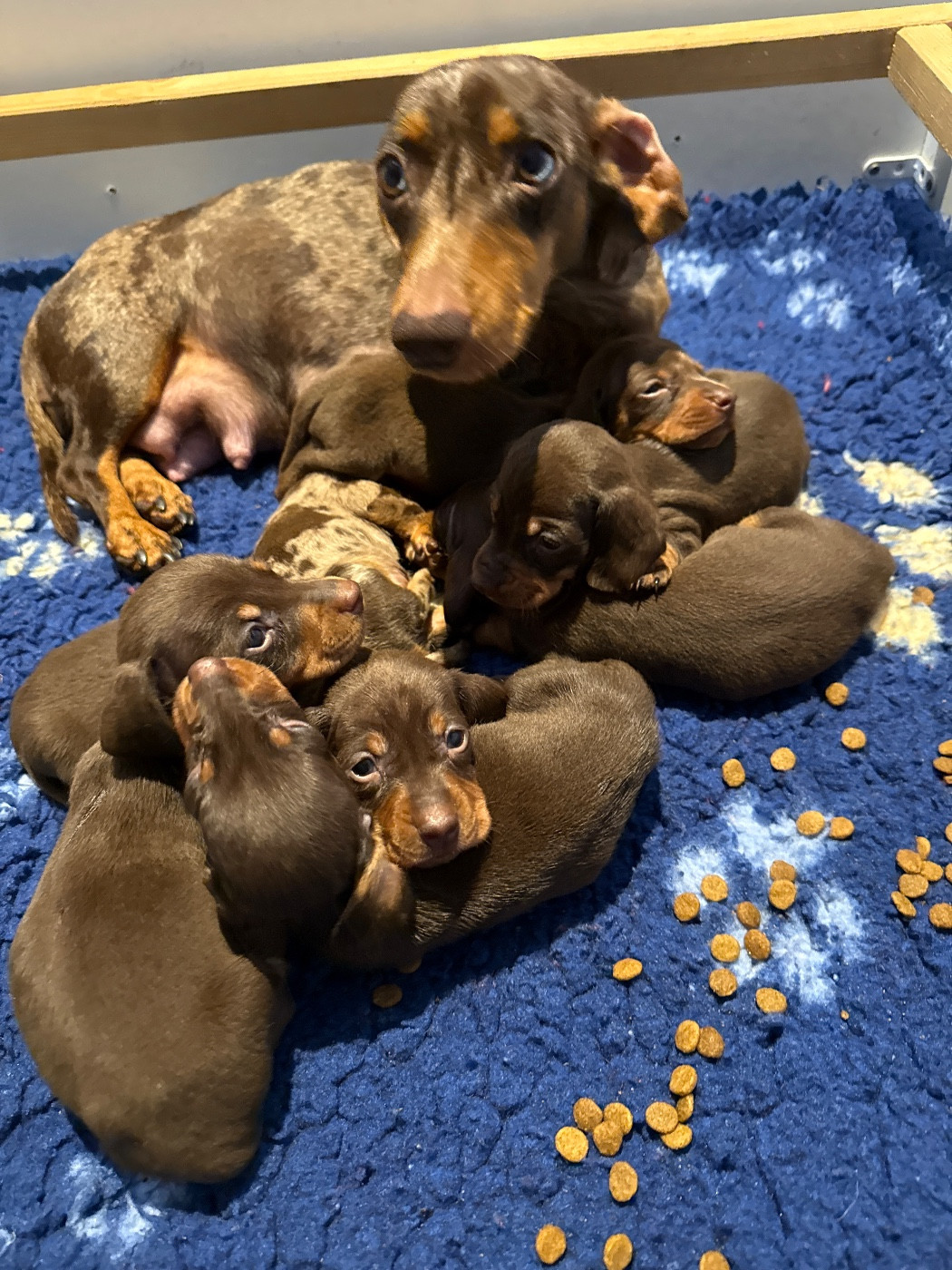 Chiot Teckel poil ras Des Pépites De La Bergerie