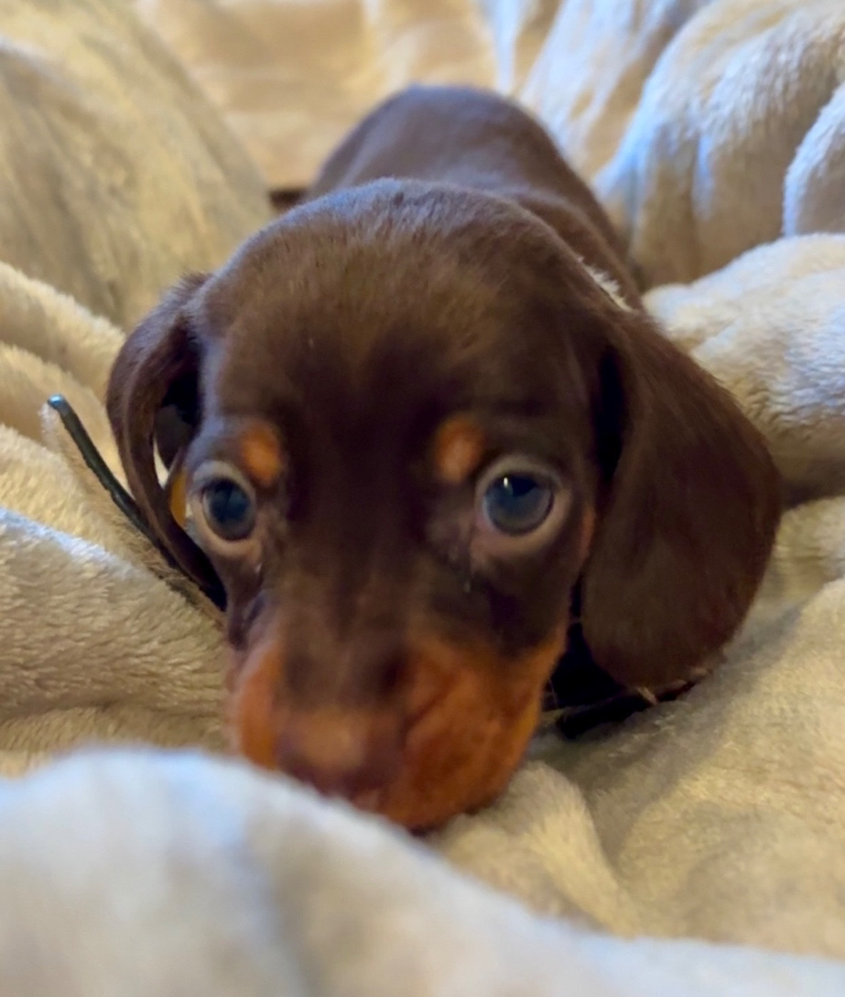 Des Pépites De La Bergerie - Chiots disponibles - Teckel poil ras