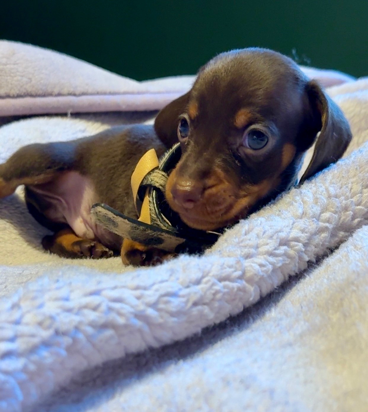 Des Pépites De La Bergerie - Chiots disponibles - Teckel poil ras