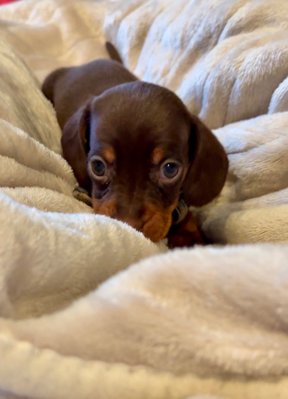 Des Pépites De La Bergerie - Chiots disponibles - Teckel poil ras