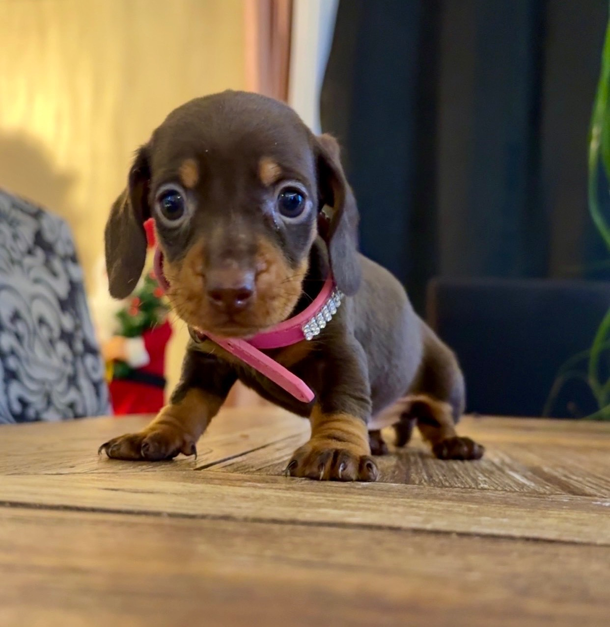 Des Pépites De La Bergerie - Chiots disponibles - Teckel poil ras