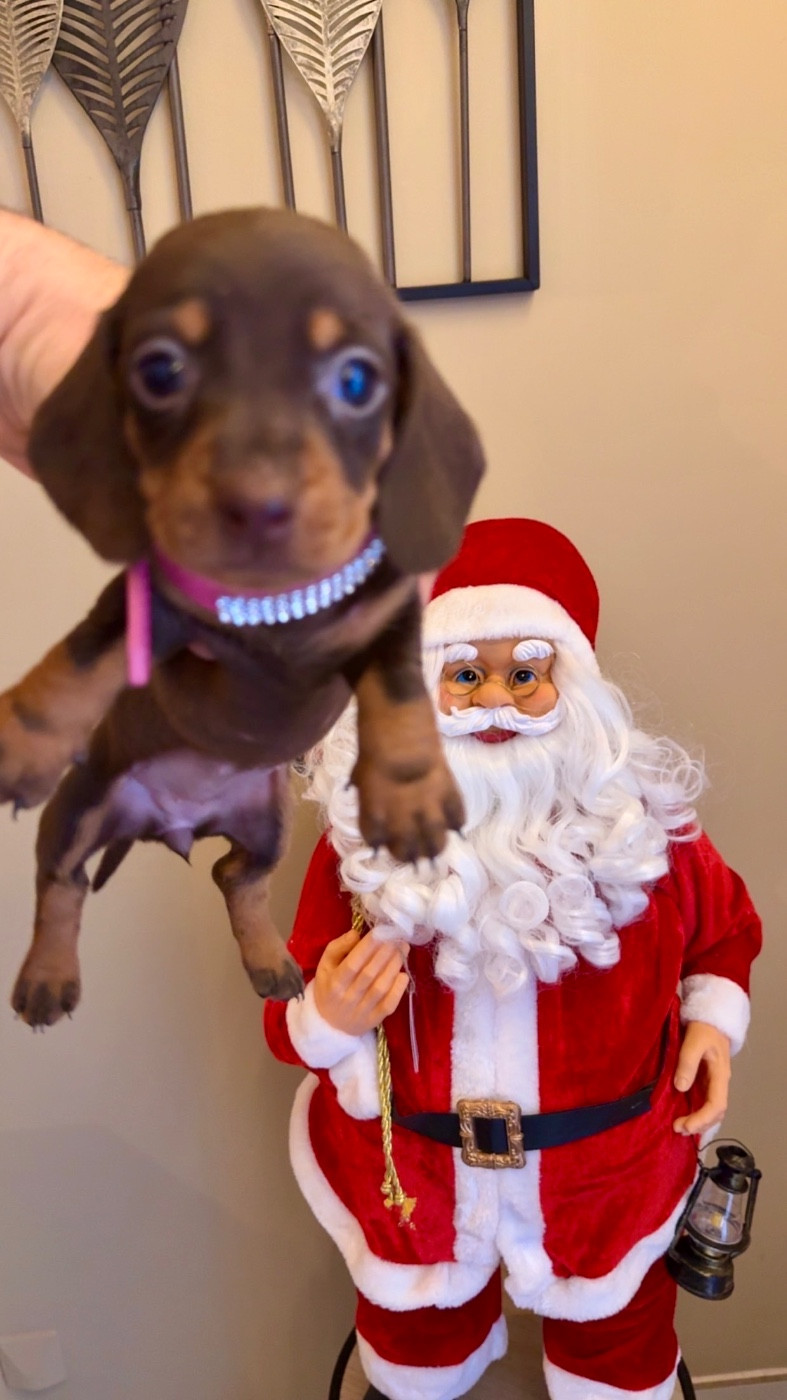 Des Pépites De La Bergerie - Chiots disponibles - Teckel poil ras