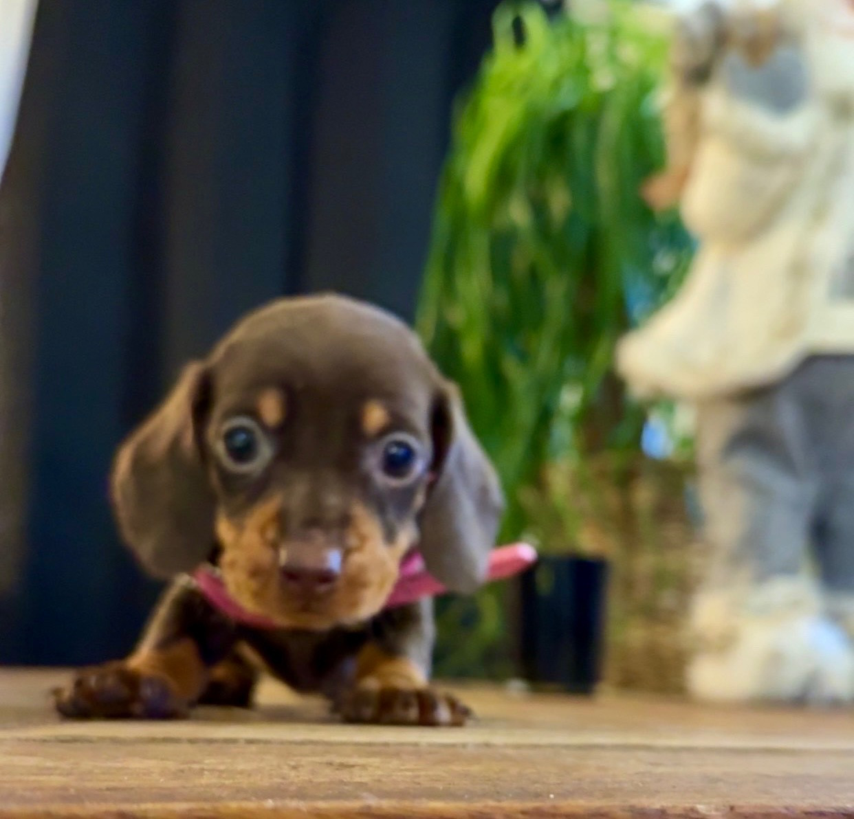 Des Pépites De La Bergerie - Chiots disponibles - Teckel poil ras