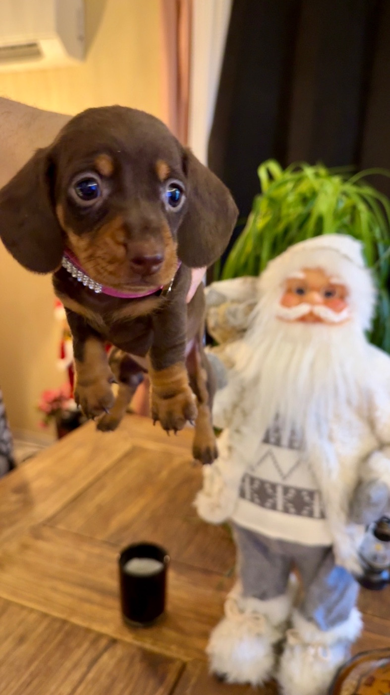 Des Pépites De La Bergerie - Chiots disponibles - Teckel poil ras