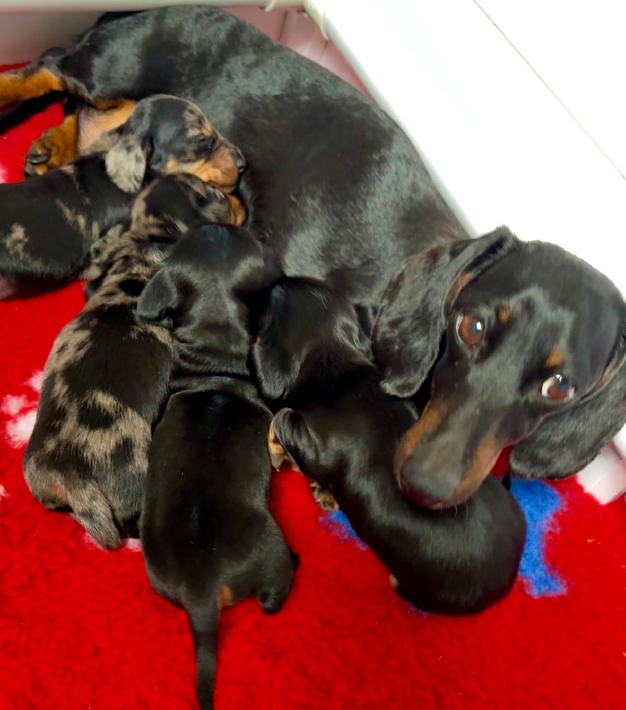 Des Pépites De La Bergerie - Chiots disponibles - Teckel poil ras