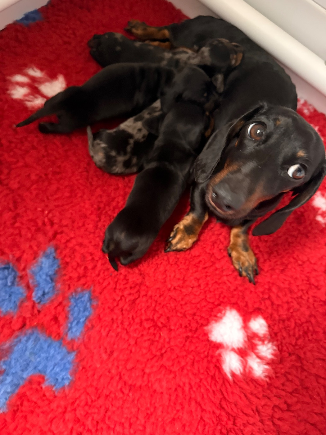 Des Pépites De La Bergerie - Chiots disponibles - Teckel poil ras