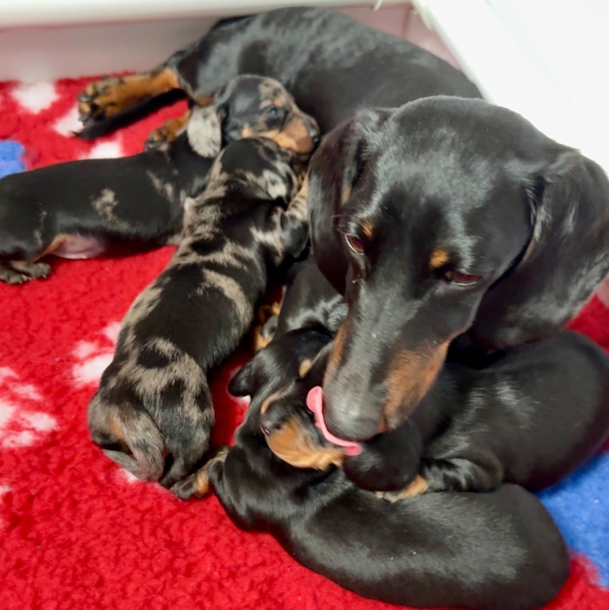 Des Pépites De La Bergerie - Chiots disponibles - Teckel poil ras