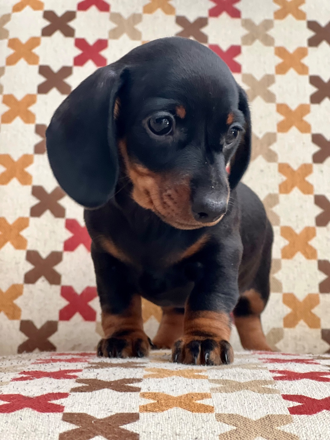 Des Pépites De La Bergerie - Chiots disponibles - Teckel poil ras