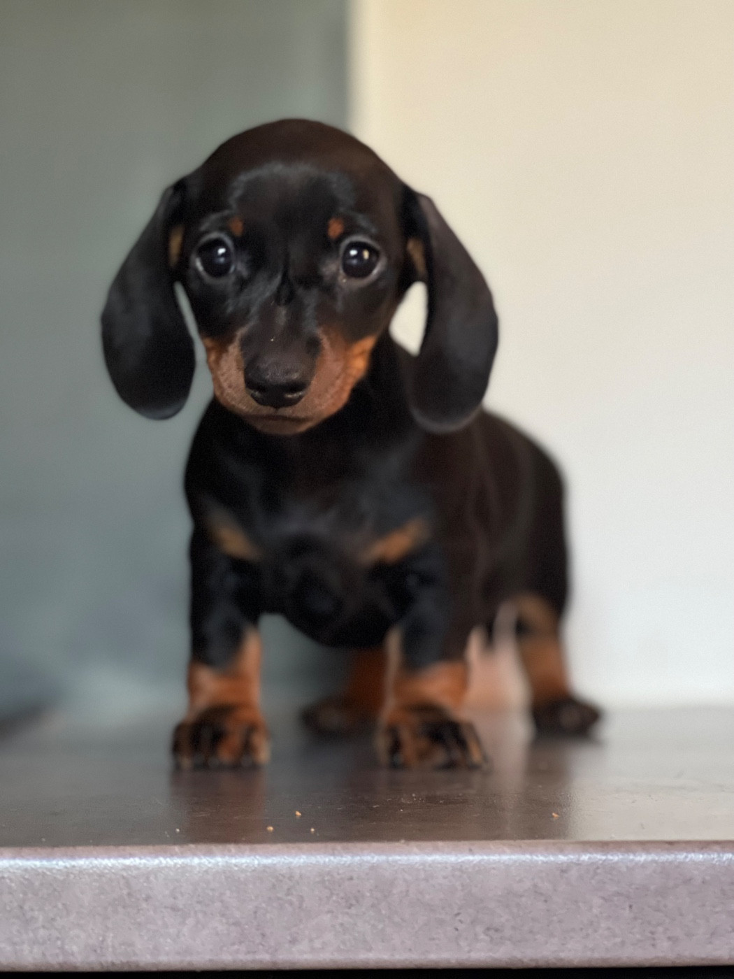 Des Pépites De La Bergerie - Chiots disponibles - Teckel poil ras