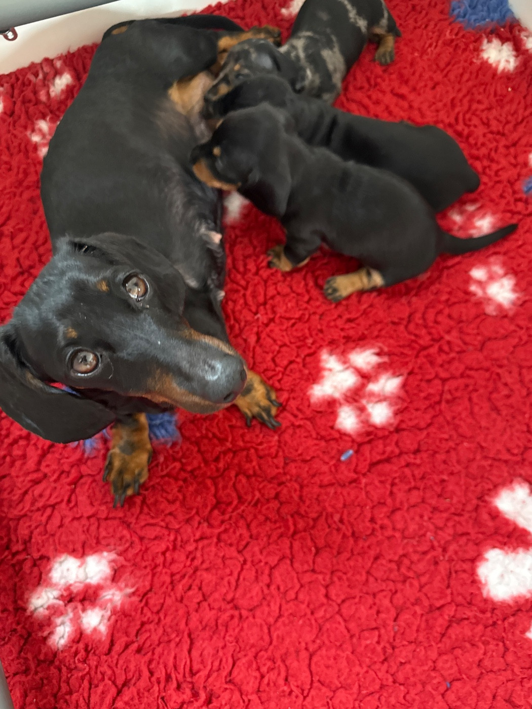 Des Pépites De La Bergerie - Chiots disponibles - Teckel poil ras