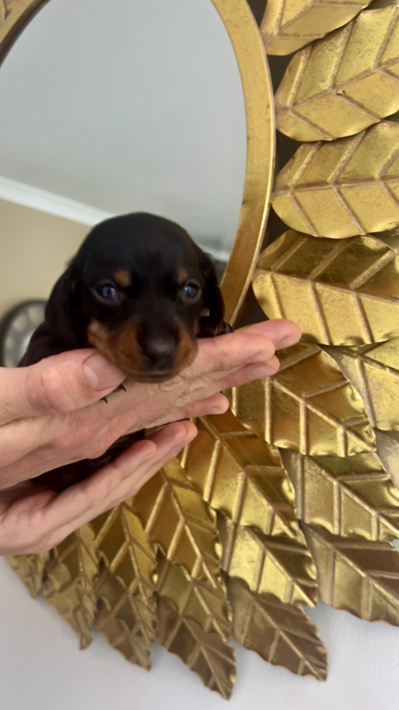 Des Pépites De La Bergerie - Chiots disponibles - Teckel poil ras