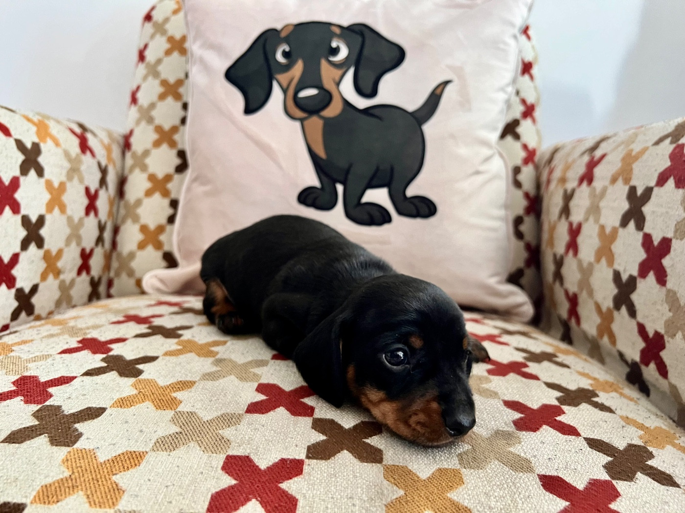 Des Pépites De La Bergerie - Chiots disponibles - Teckel poil ras