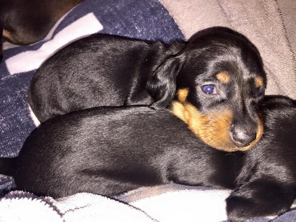 Chiot Teckel poil ras Des Pépites De La Bergerie