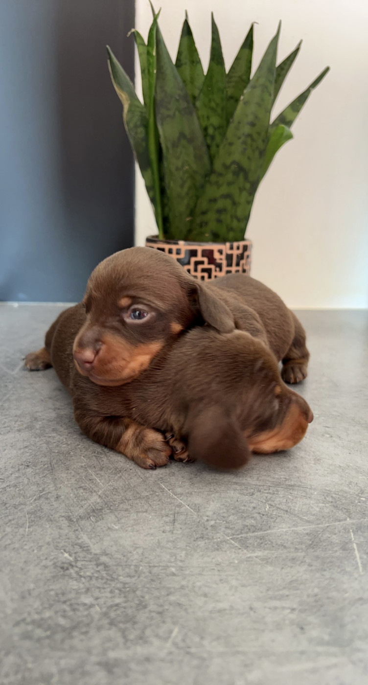 Chiot Teckel poil ras Des Pépites De La Bergerie