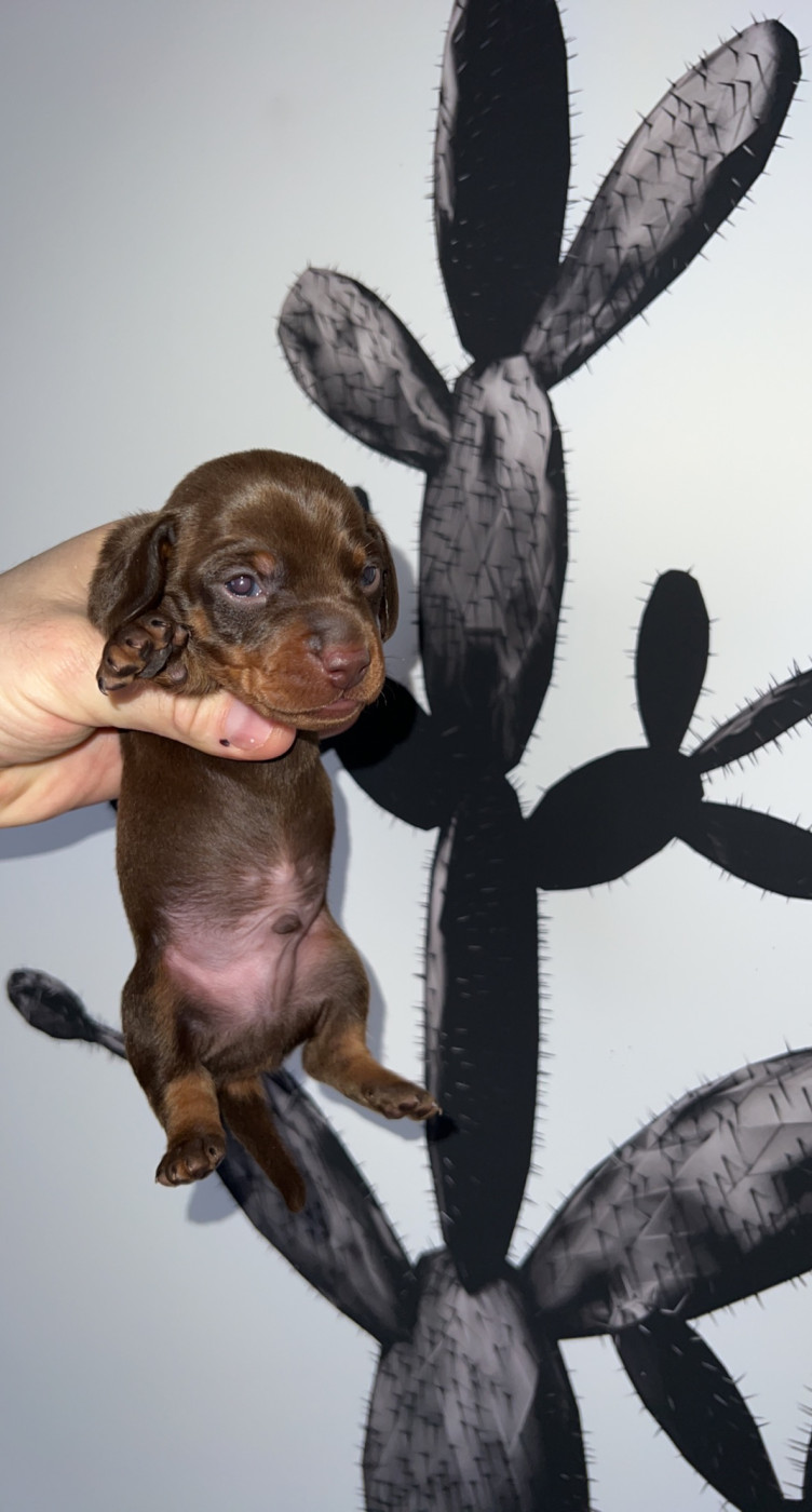 Des Pépites De La Bergerie - Chiots disponibles - Teckel poil ras