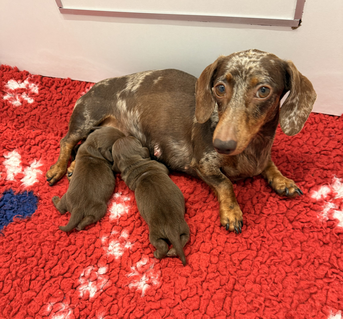 Des Pépites De La Bergerie - Chiots disponibles - Teckel poil ras