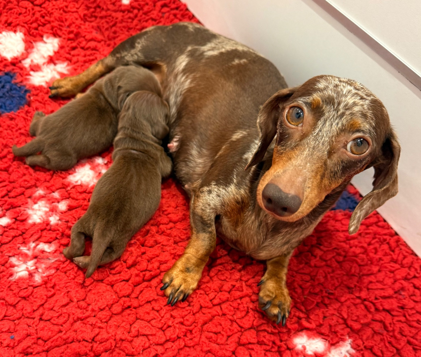 Des Pépites De La Bergerie - Chiots disponibles - Teckel poil ras