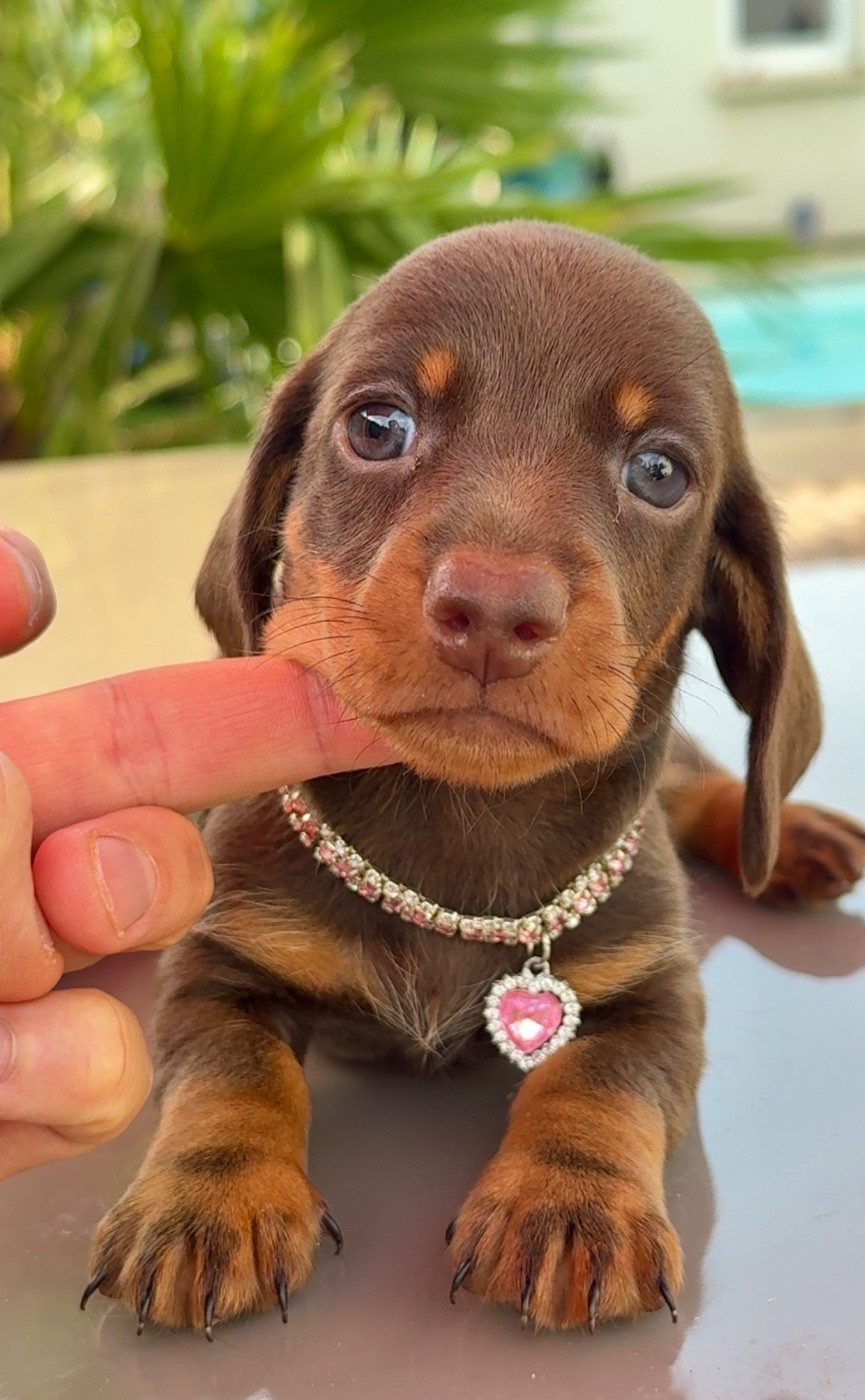 Des Pépites De La Bergerie - Chiots disponibles - Teckel poil ras