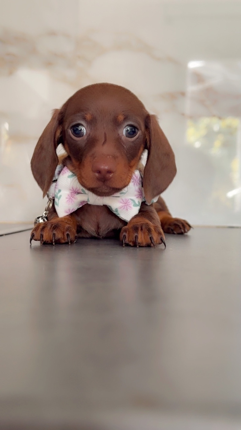 Des Pépites De La Bergerie - Chiots disponibles - Teckel poil ras