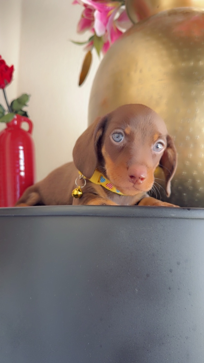 Des Pépites De La Bergerie - Chiots disponibles - Teckel poil ras