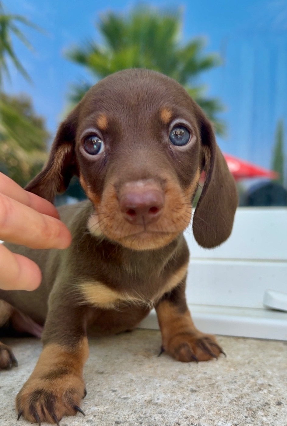 Chiot Teckel poil ras Des Pépites De La Bergerie