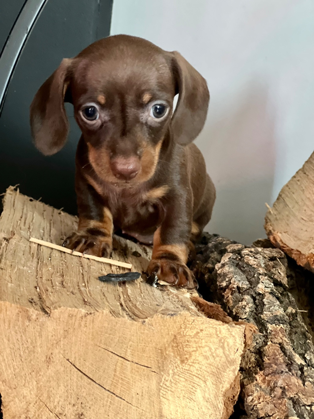 Des Pépites De La Bergerie - Chiots disponibles - Teckel poil ras