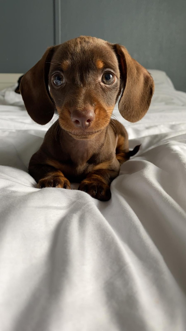 Des Pépites De La Bergerie - Chiots disponibles - Teckel poil ras