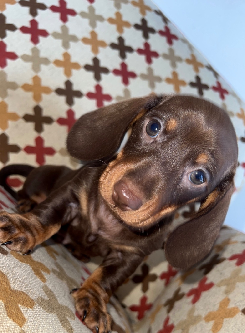 Des Pépites De La Bergerie - Chiots disponibles - Teckel poil ras