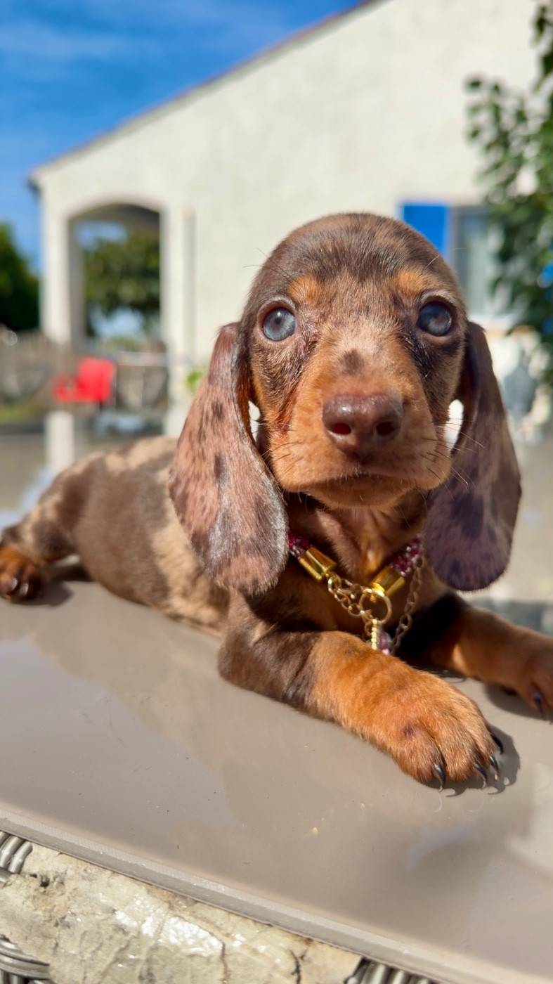 Des Pépites De La Bergerie - Chiots disponibles - Teckel poil ras