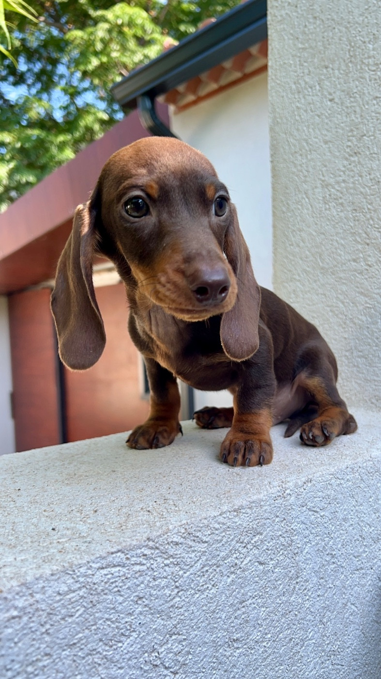 Des Pépites De La Bergerie - Chiots disponibles - Teckel poil ras