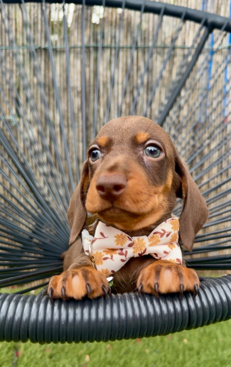Des Pépites De La Bergerie - Chiots disponibles - Teckel poil ras