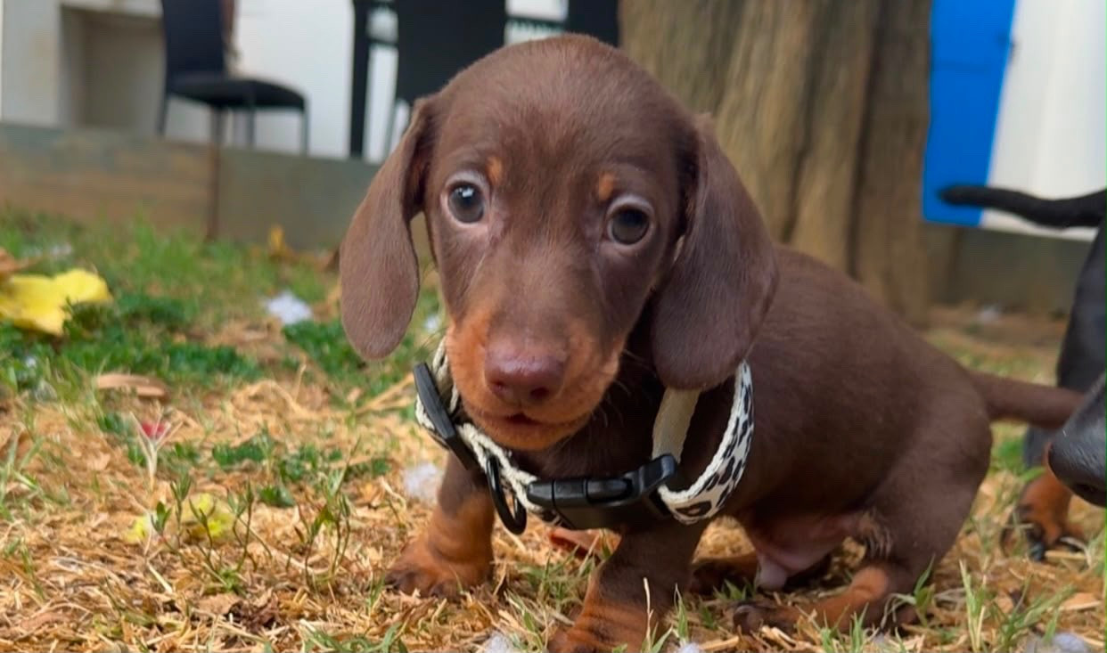 Des Pépites De La Bergerie - Chiots disponibles - Teckel poil ras