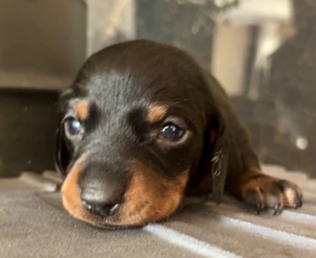 Des Pépites De La Bergerie - Chiots disponibles - Teckel poil ras