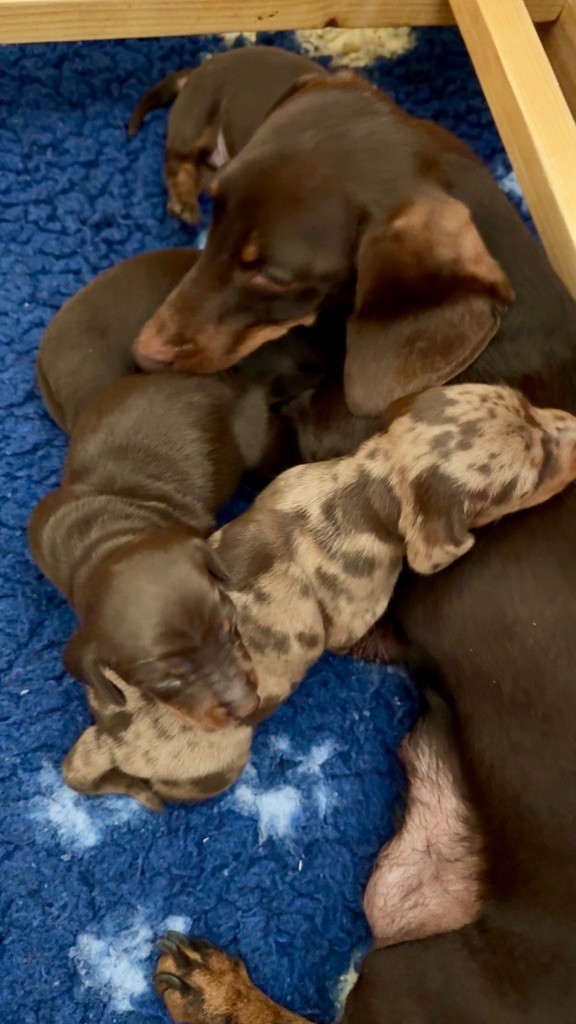 Chiot Teckel poil ras Des Pépites De La Bergerie