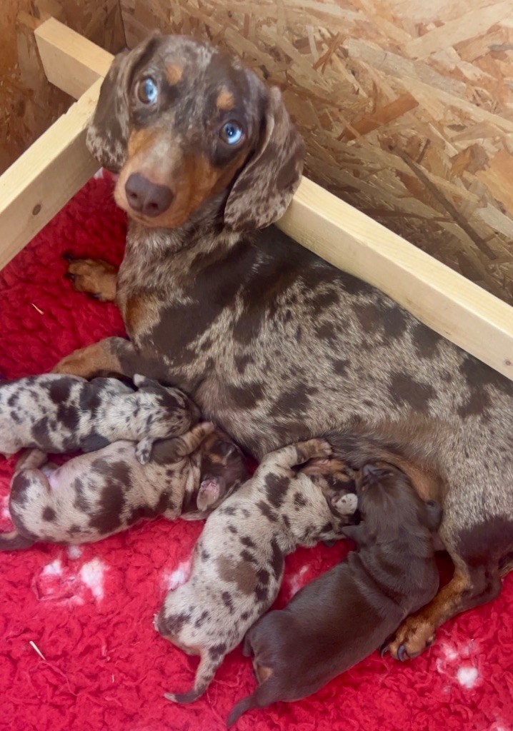 Chiot Teckel poil ras Des Pépites De La Bergerie