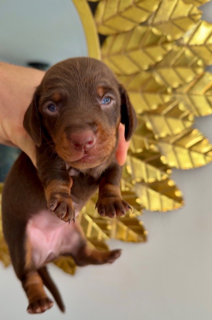 Des Pépites De La Bergerie - Chiots disponibles - Teckel poil ras