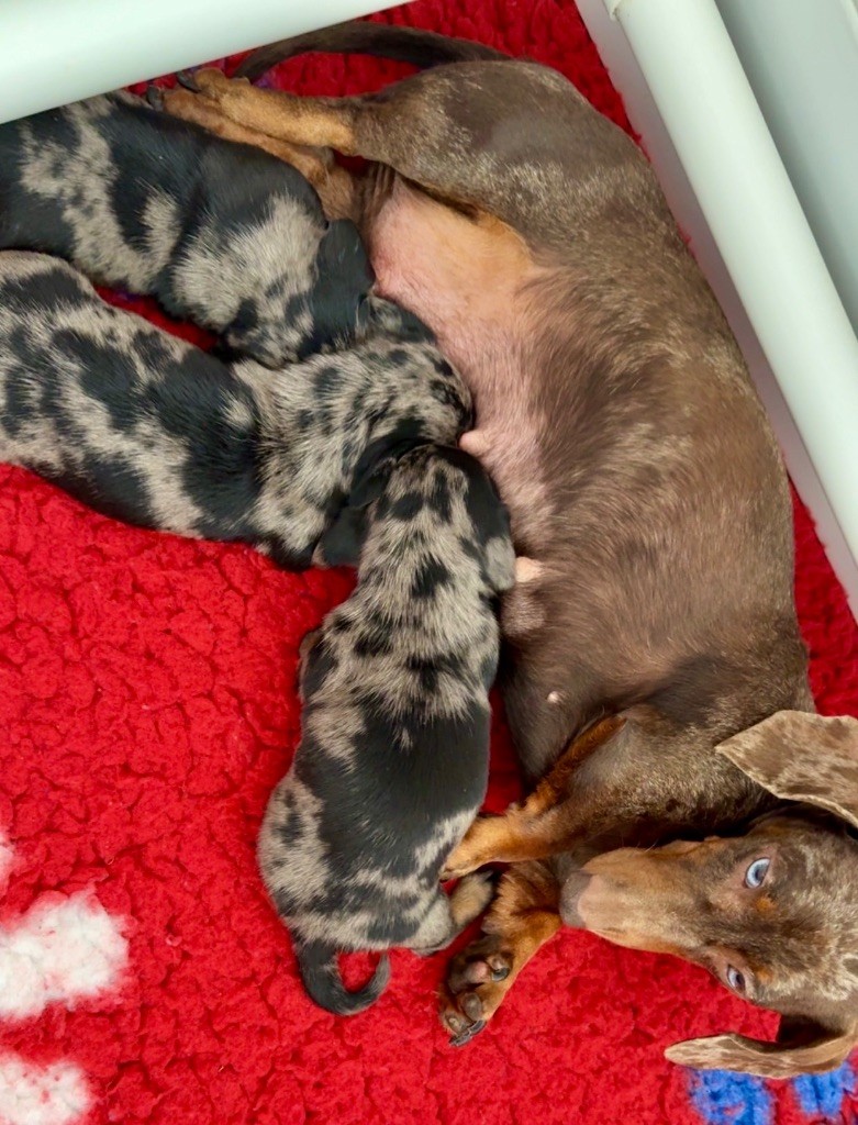 Chiot Teckel poil ras Des Pépites De La Bergerie